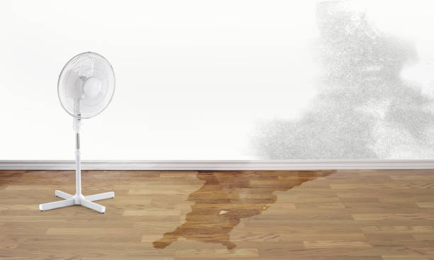 Best Carpet water damage restoration  in Hartsville, SC