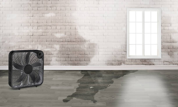 Best Water damage restoration near me  in Hartsville, SC